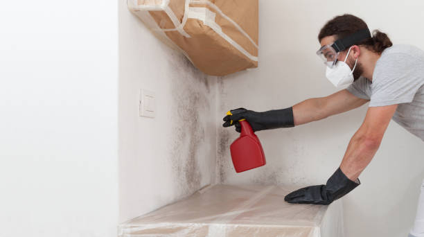 Basement Mold Remediation treatment on basement walls in Decatur